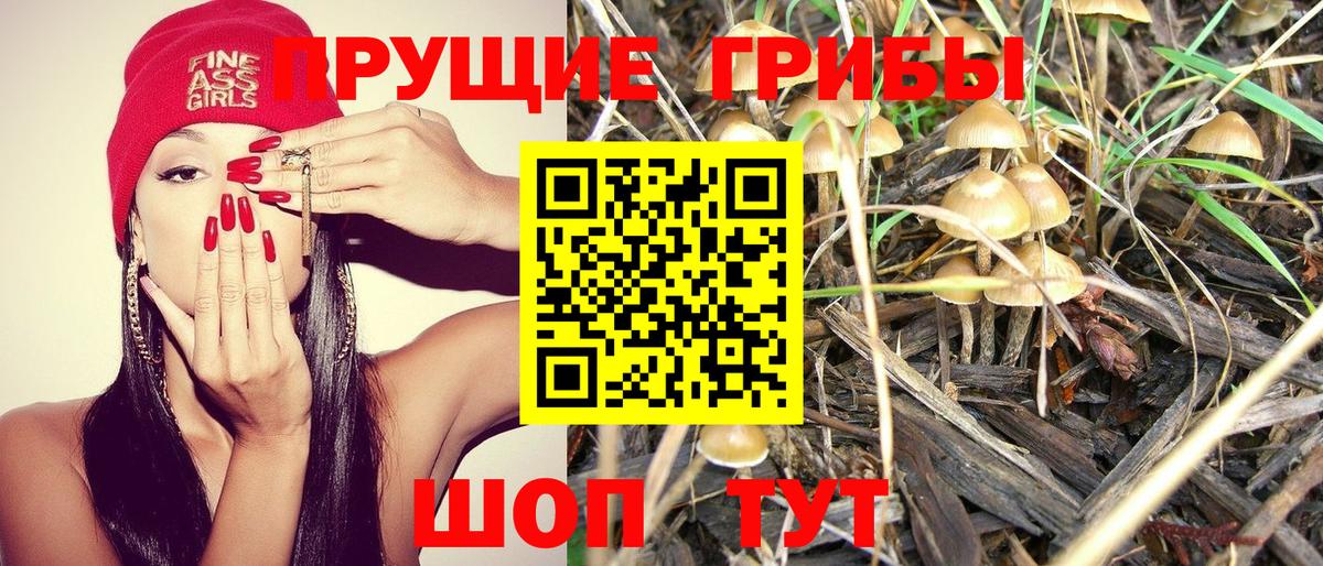 Курганинск  Галлюциногенные грибы GOLDEN TEACHER  Вход с VPN  купить закладку  Псилоцибиновые грибы Psilocybine cubensis 